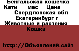 Бенгальская кошечка Кати 3,5 мес. › Цена ­ 15 000 - Свердловская обл., Екатеринбург г. Животные и растения » Кошки   